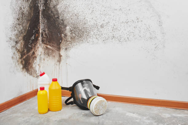 Best DIY Mold Remediation Support Services in Redway, CA