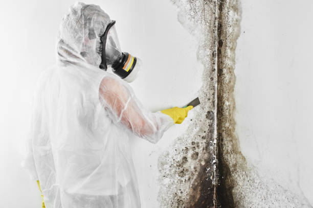 Best Industrial Mold Remediation in Redway, CA
