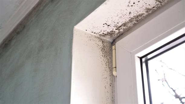 Best Post-Remediation Services in Redway, CA